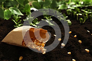 Paper bag with corn seeds on soil. Vegetables growing