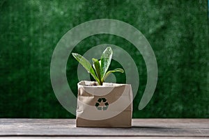 Paper bag with green plant grow on table. indoor small plants. Succulents in an eco paper bag. Eco friendly reusable eco bag and