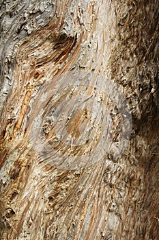 Paper bark