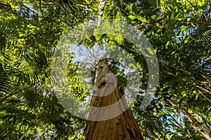 Paper bark tea tree, Cairns Botanic Gardens, Cairns Region, Queensland, Australia