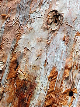Corteza un árbol textura 