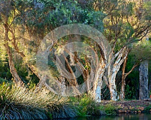Paper Bark Trees in Western Australian Swamp