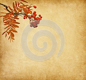 paper with the berries of a Rowan tree.