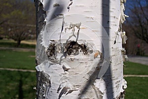 Paper birch bark