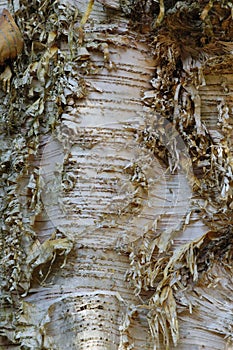 Paper Birch bark