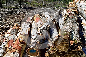 Paper Birch (Betula papyrifera) Harvested in Summer