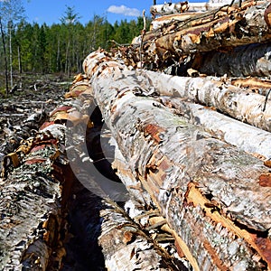 Paper Birch (Betula papyrifera) on Log Landing