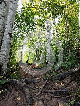 Paper Birch Grove on the Superior Hiking Trail in Minnesota