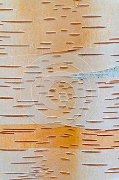 Paper Birch Tree Trunk Bark Closeup