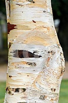 Paper birch tree trunk bark in park