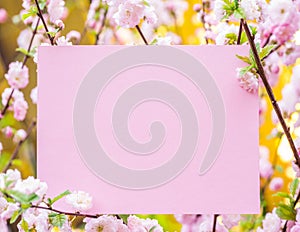 Paper blank between flowering almond branches in blossom. Pink flowers as a frame