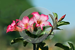 Paper blossom or pink azalea Impala Lily flower purple with bushy beautiful on soft and blur background