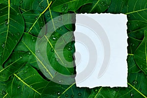 Paper card mockup in deep and dark saturated green leaves background with water droplets.