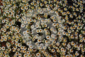 Paper Daisies in the Australian Desert