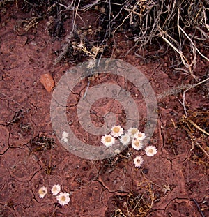 Paper Daisies and Cracked Mud