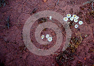 Paper Daisies and Cracked Mud