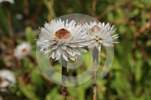 `Paper Daisy` flower - Helichrysum Bellum
