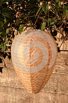 Paper Fake Wasp Nest For Garden