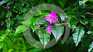 Paper floweBougainvillea are ornamental plants that are like paper flowers with a variety of flower colors.