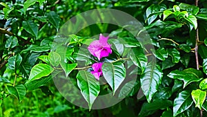 Paper floweBougainvillea are ornamental plants that are like paper flowers with a variety of flower colors.