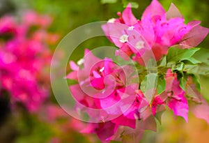 Paper flower bougainvillea dreamy