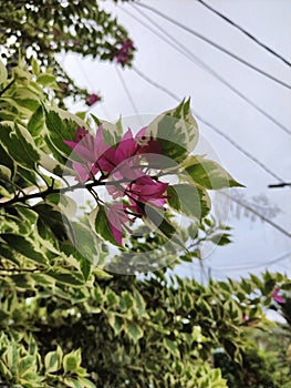 paper flower or bougainvillea is a popular ornamental plant among housewives