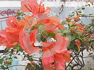 Paper flower or bougenville