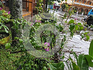 paper flowers baru mekar