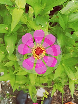 Paper flowers flourished, even though the sun had not yet risen in the morning photo