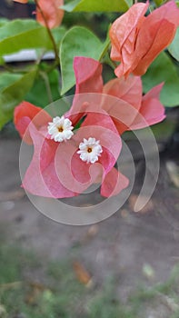 Paper flowers have a light orange color