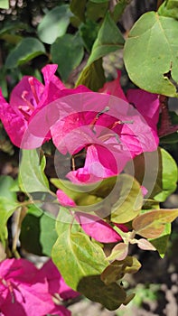 Paper flowers are ornamental plants, which have beautiful and bright colors