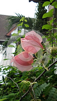 Paper flowers view fron window