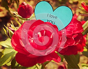 Paper heart I Love You on the red rose