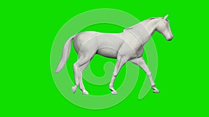 Paper horse walking, seamless loop, Green Screen Chromakey