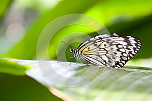 Paper Kite Butterfly