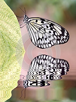 Paper kite butterfly above water with reflection