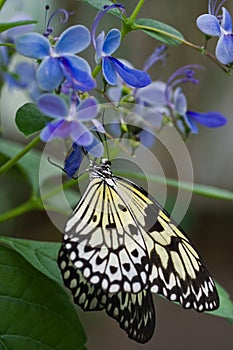 Paper Kite Butterfly on blue Clerodendrum