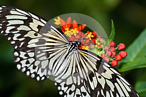 Paper Kite Butterfly feeding