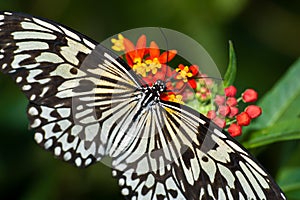 Hey schmetterling Füttern 