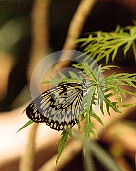 Paper kite butterfly, Idea leuconoe