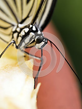 Paper kite butterfly,Idea leuconoe