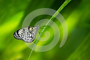 Paper Kite Butterfly