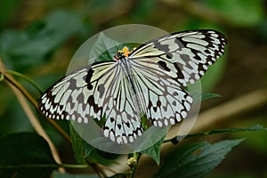 Paper kite butterfly in Taiwan