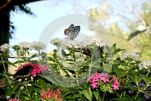 Paper Kite Butterfly on top of a grouping of flowers