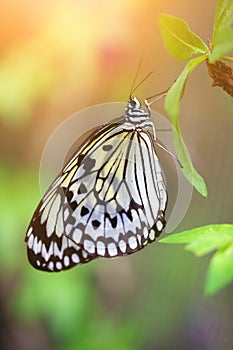Paper kite butterfly (tree nymph) resting on a green leaf
