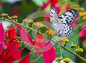 Paper Kite, (Idea Leuconoe)