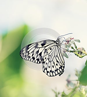 Paper Kite, Rice Paper, or Large Tree Nymph butterfly (Idea leuc