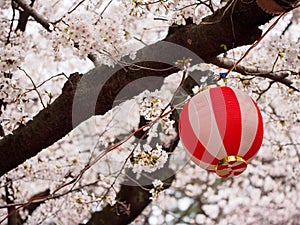Paper lantern next to branch of Sakura tree, Nagoya, Japan