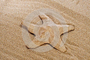 Paper-mache seastar on the sand