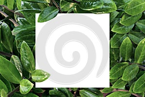 Paper mockup white card on a green Zamioculcas zamiifolia leaves